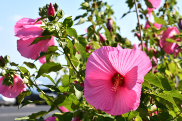 Beautiful Pink Hibiscus flowers in a garden located at Piazzale Michelangelo in Florence. Italy.
