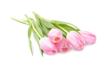 Beautiful pink spring tulips on white background