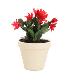 Beautiful red Schlumbergera (Christmas or Thanksgiving cactus) isolated on white