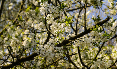 Flower, nature, plant