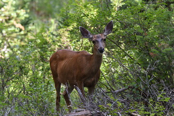 Naklejka na ściany i meble Mule deer doe in Wasatch National Forest Summer of 2021