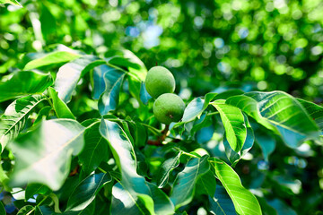 Walnuts ready to harvest from tree, Green leaves background