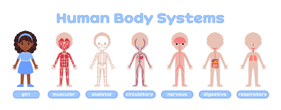 Black Cute Afro Girl and the Human Body System. Muscular, Skeletal, Nervous, Digestive, Circulatory, Respiratory. Flat Color Cartoon Style. White background. Design for kids medical education. Vector