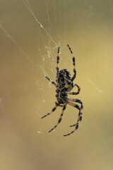 Macro shot of European garden spider