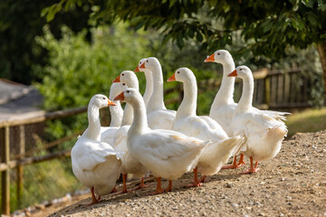A gaggle of geese in Tuscany