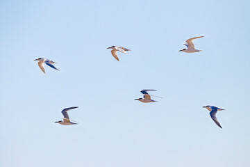 Flock of Common tern (Sterna hirundo) in flight