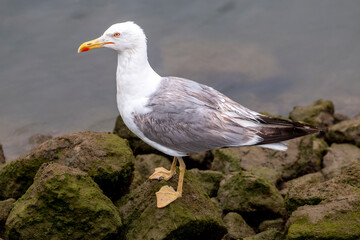 Close up of seagull bird