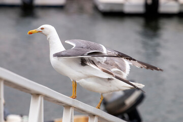 Close up of seagull bird
