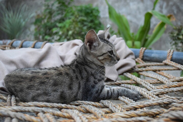 cat in the garden, black kitten animal