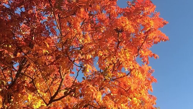 Autumn leaves of mountain ash on the sky background