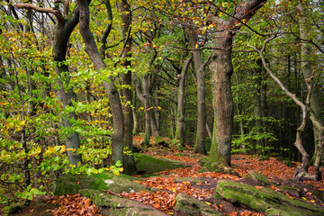 Ein romantischer Waldweg im Herbst