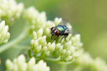 fly on a flower