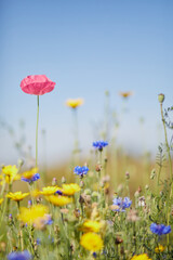 Blumenwiese mit bunten Blumen, Frühlingsmotiv, Schnittblumen zum pflücken, Mohn, Kornblumen,...