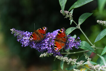 Two peacock butterflies on a purple flower