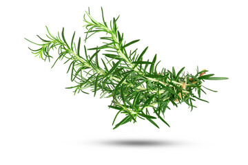 Branch of rosemary on white background