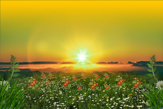Sunset in the field and flowers