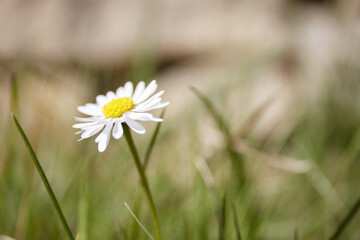G&auml;nsebl&uuml;mchen bl&uuml;ht in Wiese, Makroaufnahme