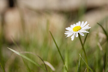 Gänseblümchen blüht in Wiese, Makroaufnahme