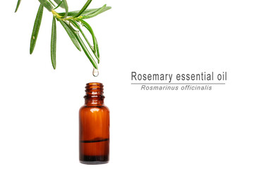 Rosemary Herbal, alternative medicine oil drop falling down from a leaf to the bottle, with copy space
