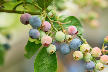 Detail view of the ecological Blueberries in the tree