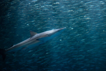 shark swim with many small fish in aquarium