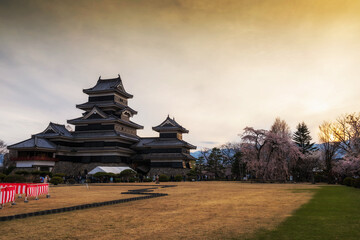 Matsumoto castle with saukra tree at sunset, Japan