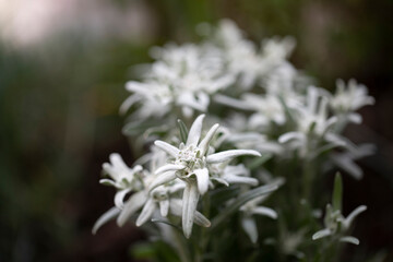 Edelweiß (Leontopodium nivale), in Blüte im Gegenlicht