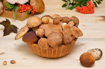 forest gifts porcini mushrooms, mountain ash and nuts on the table