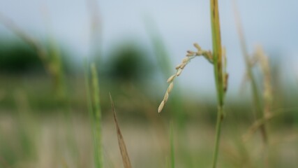 A beautiful young ear of rice. Macro close-up of a spikelet of rice developing in the wind against a blurry background of a green rice field and a blue sky in slow motion