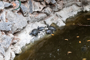 Red-eared slider turtles resting in Terrapin Pond in National Garden of Athens, Greece. Watching tortoise wildlife with gray stones