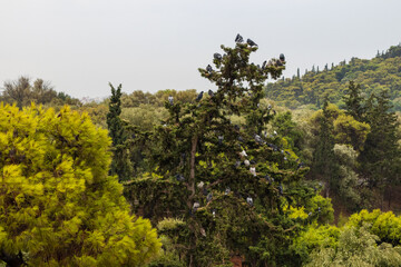 Obraz premium Group of pigeons on big pine tree branches in vibrant summer Athens national park