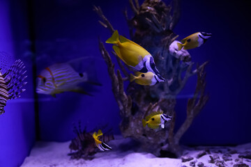 Fototapeta na wymiar Beautiful yellow longnose butterfly fishes in aquarium