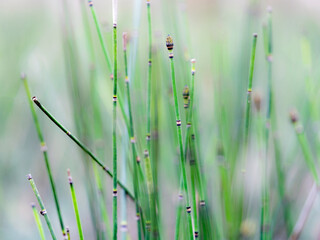 Schachtelhalm, Bildhintergrund, abstrakt, Natur, Pflanze, Winterschachtelhalm, Makro, Nahaufnahme, Fotografie