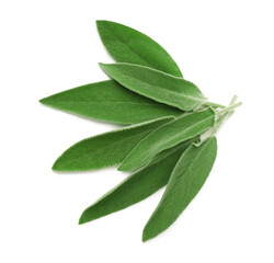 Fresh green sage leaves isolated on white, top view