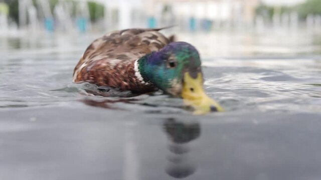Wild duck eats bread close-up. Feeding ducks in the pond in the first person.