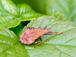 Coreus marginatus beetle.
 The body length is 12-15 mm. The body color is brownish-brown with small black dots. The fringed edge most often lives on sorrel, rhubarb ...