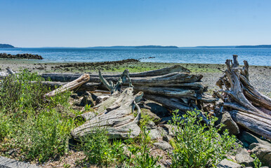 Fototapeta na wymiar Shoreline Driftwood Pile 3