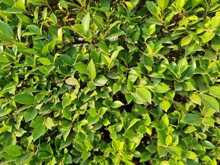 Fototapeta na wymiar green lime bush leaf background wallpaper