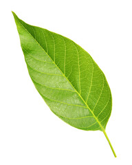 Fototapeta na wymiar Green leaf of walnut tree isolated on white
