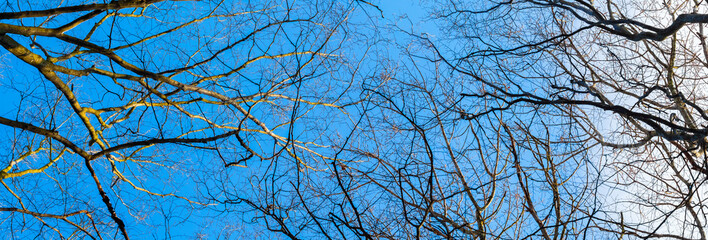 Dry bare tree branches on a background of blue sky in sunny weather