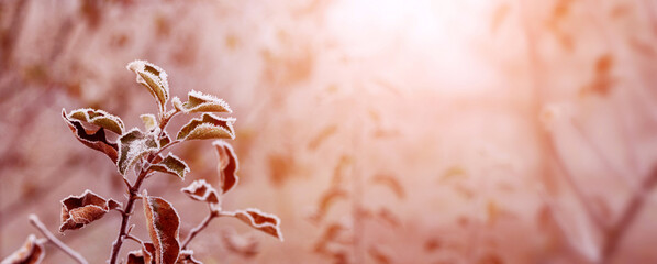 Frost-covered dry leaves on a tree in the garden at sunrise in brown-pink tones
