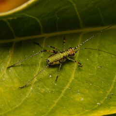 nseto, animais, natureza, macro, fauna, 