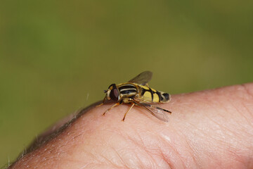 Sun fly, Lemon Marsh Fly, Helophilus trivittatus, family hoverflies (Syrphidae). Resting on a hand. Dutch garden, July