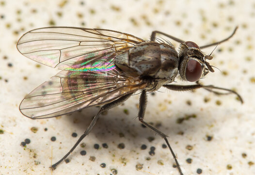 mosca, inseto, macro, natureza, fauna