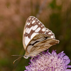 borboleta, natureza, macro, inseto, mariposa