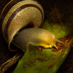 caracol, molusco macro, natureza, fauna