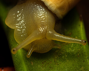 caracol, molusco macro, natureza, fauna