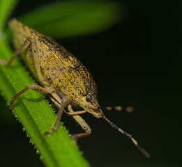 inseto, percevejo, natureza, macro, animais, 