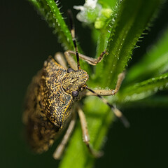 inseto, percevejo, natureza, macro, animais, 
