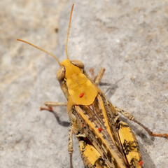 inseto, gafanhoto, animais, natureza, macro, fauna, 